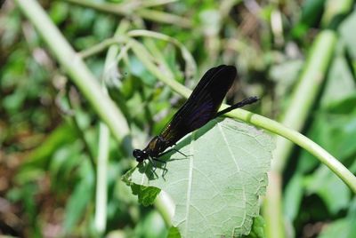 Close-up of butterfly on leaf