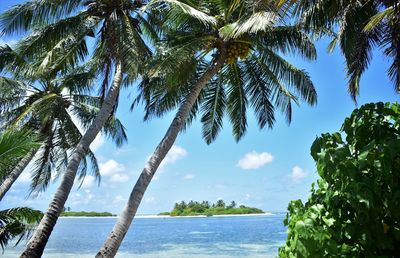 Palm tree by sea against sky