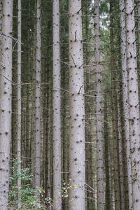 View of bamboo trees in forest