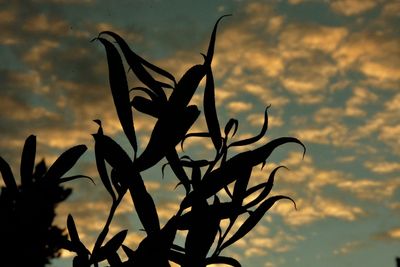 Close-up of silhouette plant against sky during sunset