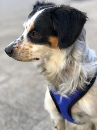 Close-up of dog looking away