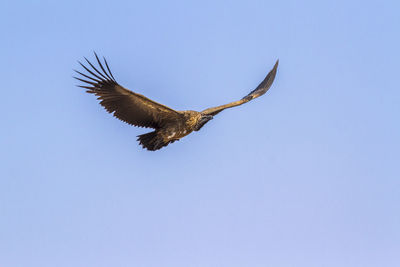 Low angle view of eagle flying in sky