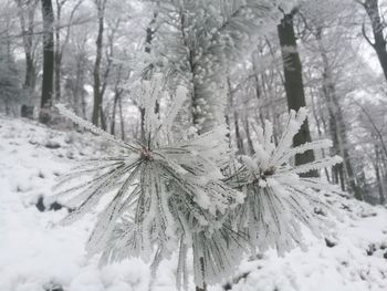 Close-up of christmas tree in snow