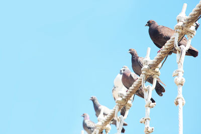 Low angle view of bird perching on branch against blue sky