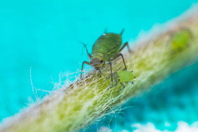 Close-up of insect