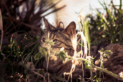 Close-up of cat