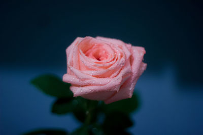 Close-up of pink rose