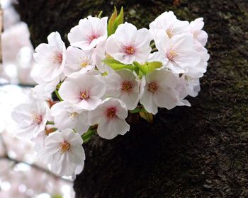 Close-up of apple blossoms in spring