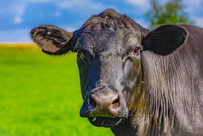 Close-up of cow