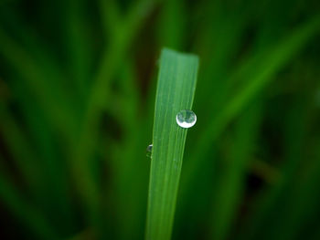 Close-up of water drops on blade of grass