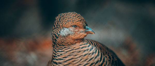 Close-up of a bird