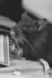 Close-up of a cat looking away