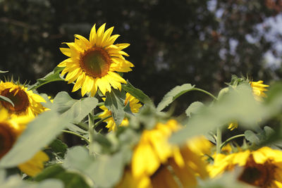 Close-up of yellow flowering plant on field