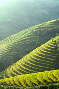 Terraced rice field in vietnam