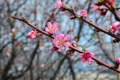 Close-up of cherry blossoms