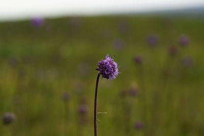 Close-up of purple flowering plant on field