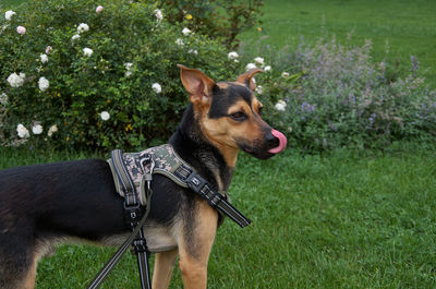 Portrait of dog on grassy field