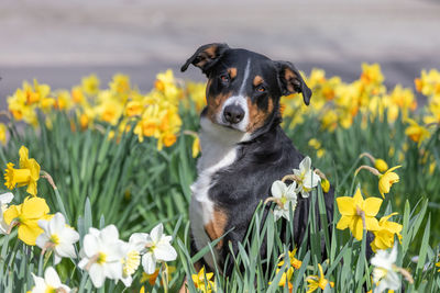 High angle view of dog on field