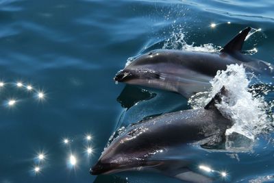 High angle view of dolphins in sea