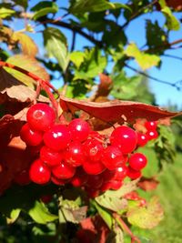 Close-up of red berries growing on tree