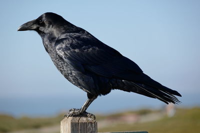Close-up of bird perching on wooden post against sky raven