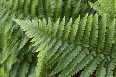 Full frame shot of fern leaves