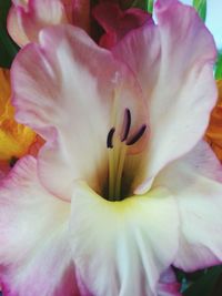 Macro shot of pink flower