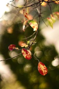 Close-up of red berries growing on tree