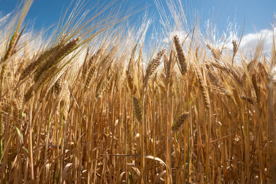 Close-up of wheat growing on field against sky