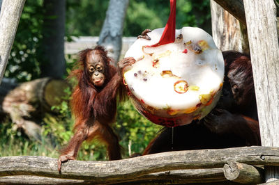 Close-up of monkey hanging on tree