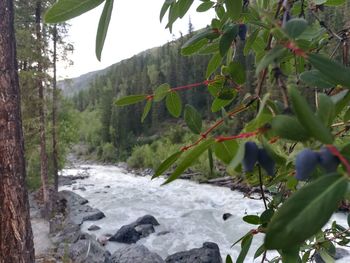 Scenic view of waterfall in forest