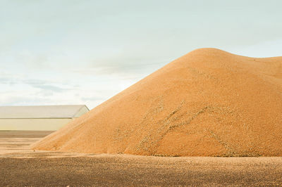 Grain storage silos. harvest concept. hill of grain, wheat, rye, barley, corn, rape, etc. granary