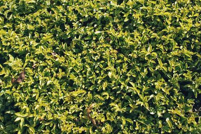 Full frame shot of plants