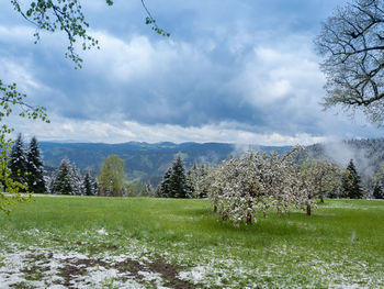 Trees on field against sky