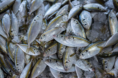 Full frame shot of fish for sale in market