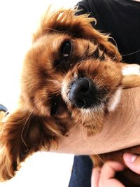 Close-up portrait of a dog