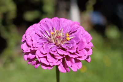 Close-up of pink flowering plant