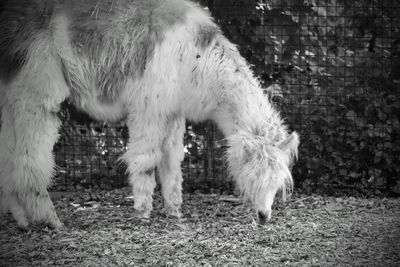 Horse standing in a field