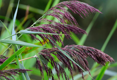 Close-up of plant