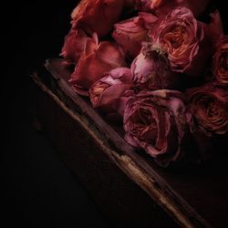 Close-up of roses against black background