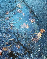 Close-up of leaves on asphalt