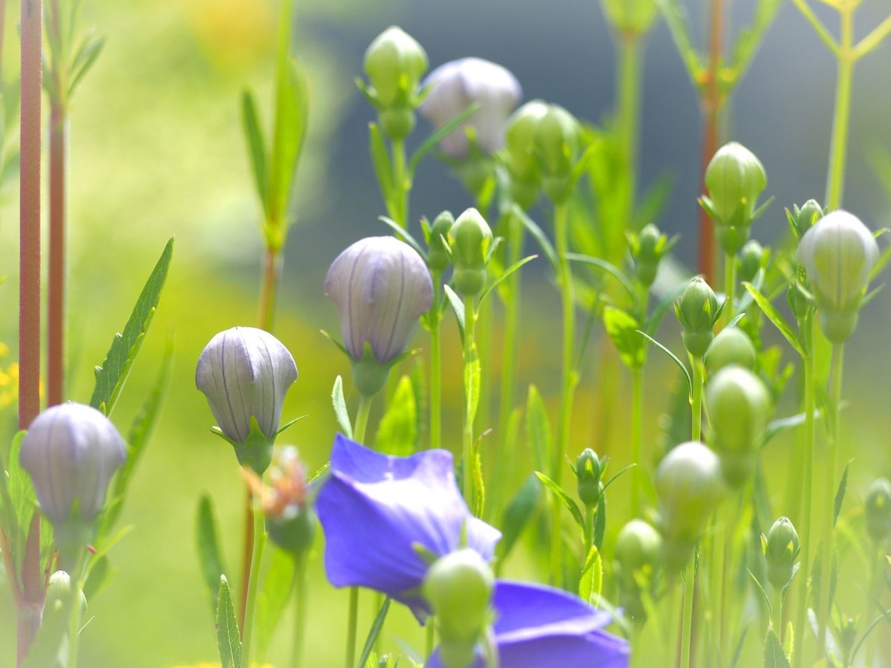 growth, flower, nature, petal, beauty in nature, plant, fragility, freshness, no people, day, outdoors, flower head, leaf, close-up, blooming, snowdrop