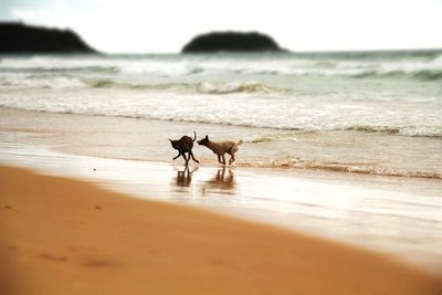 Dog running on beach