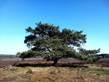 Trees on field against clear blue sky