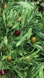 High angle view of fruits