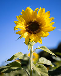 Close-up of sunflower against sky