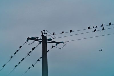 Low angle view of birds perching on cable against sky