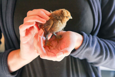 Midsection of hand holding bird