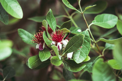 Close-up of red flowering plant