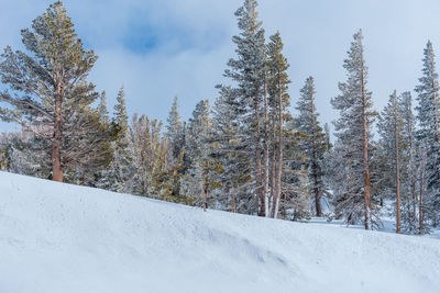 Trees on snow covered land against sky